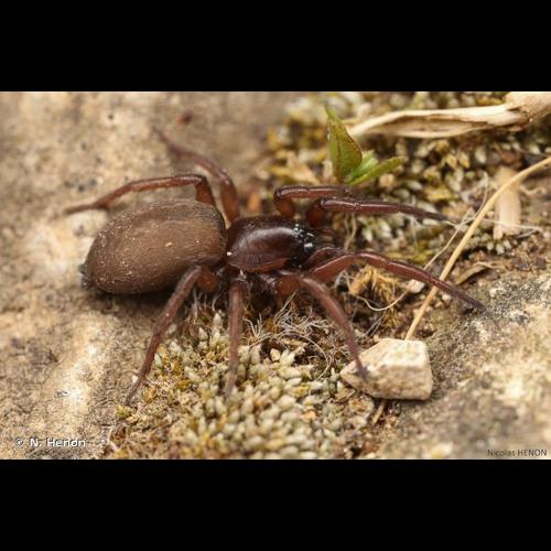 <i>Haplodrassus signifer</i> (C.L. Koch, 1839) © N. Henon