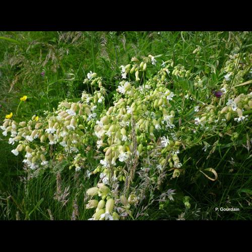 <i>Silene vulgaris</i> (Moench) Garcke, 1869 © P. Gourdain