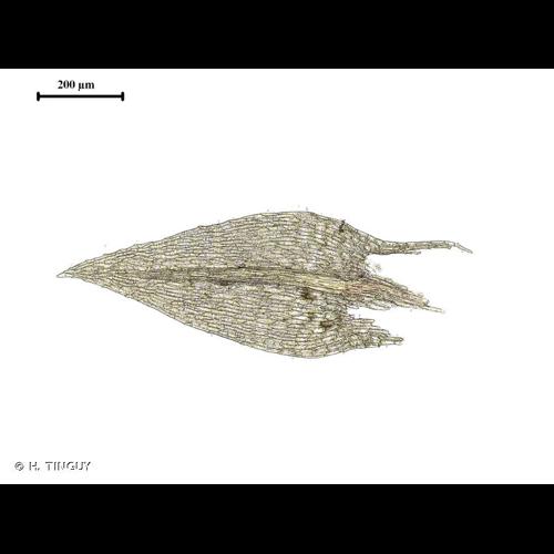 <i>Pohlia andalusica</i> (Höhn.) Broth., 1903 © H. TINGUY