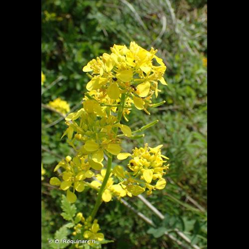 <i>Sinapis alba</i> L., 1753 &copy; O. Roquinarc'h