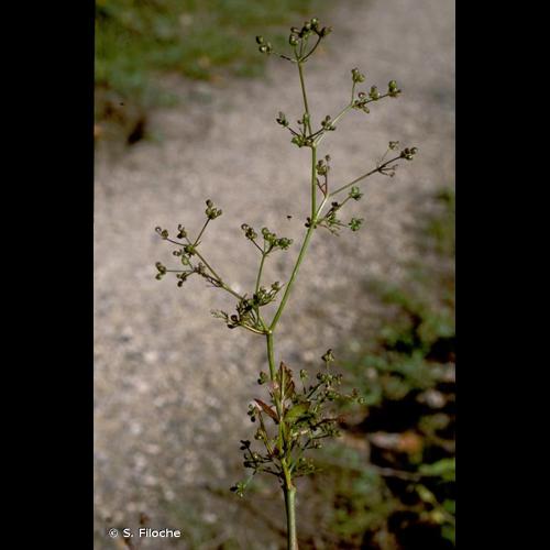 <i>Sison amomum</i> L., 1753 © S. Filoche