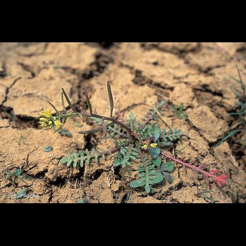 <i>Sisymbrella aspera</i> (L.) Spach, 1838 © S. Filoche