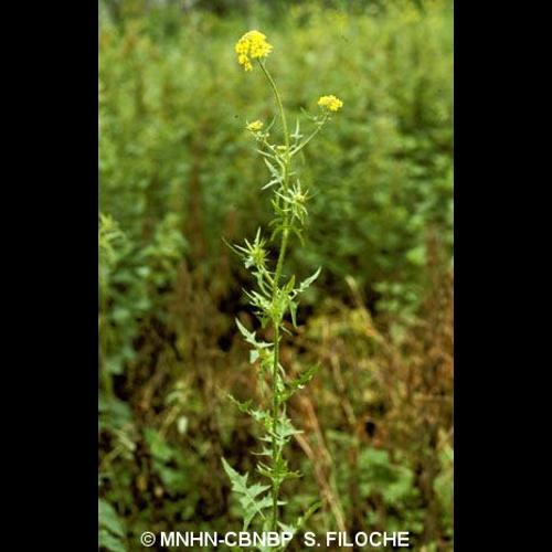 <i>Sisymbrium loeselii</i> L., 1755 © MNHN-CBNBP S. Filoche