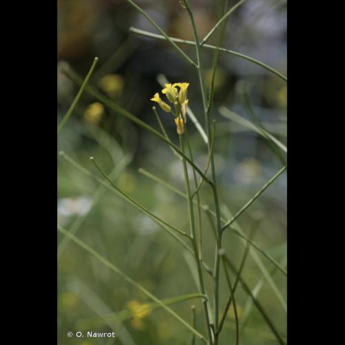 <i>Sisymbrium orientale</i> L., 1756 © O. Nawrot