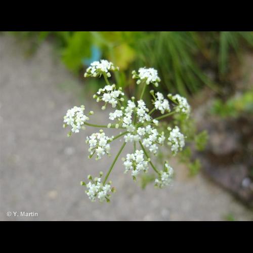 <i>Sium sisarum</i> L., 1753 © NULL