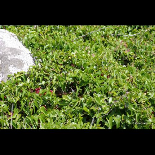 <i>Smilax aspera</i> L., 1753 © P. Gourdain