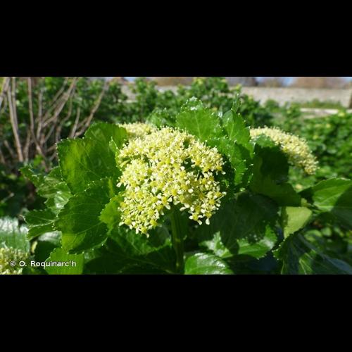 <i>Smyrnium olusatrum</i> L., 1753 © O. Roquinarc'h