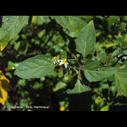 <i>Solanum americanum</i> Mill., 1768 © C. Delnatte - DEAL Martinique