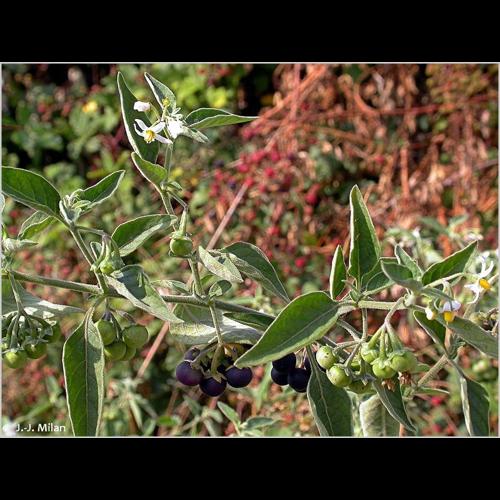 <i>Solanum chenopodioides</i> Lam., 1794 © NULL