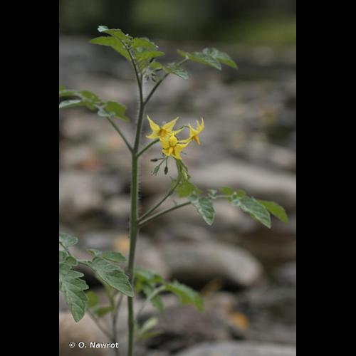 <i>Solanum lycopersicum</i> L., 1753 &copy; O. Nawrot
