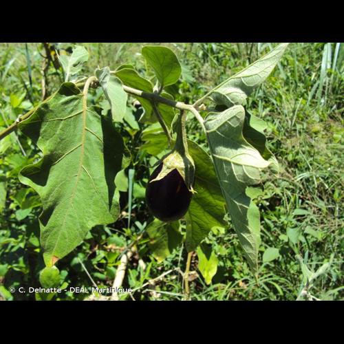 <i>Solanum melongena</i> L., 1753 © C. Delnatte - DEAL Martinique