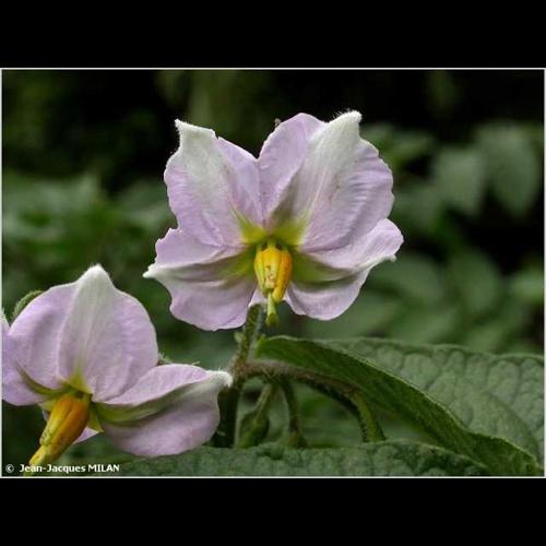 <i>Solanum tuberosum</i> L., 1753 &copy; J.-J. Milan