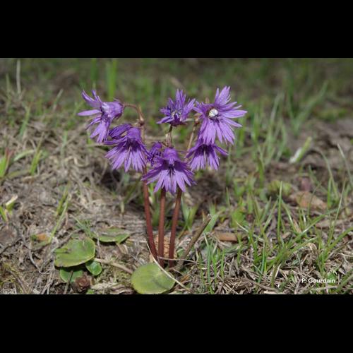 <i>Soldanella alpina</i> L., 1753 &copy; P. Gourdain