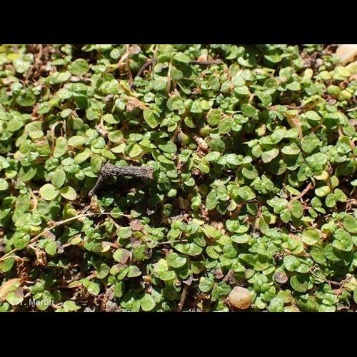 <i>Soleirolia soleirolii</i> (Req.) Dandy, 1964 &copy; NULL