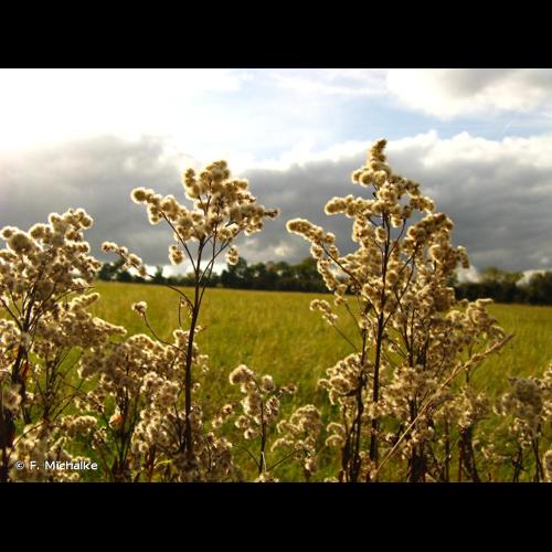 <i>Solidago canadensis</i> L., 1753 © F. Michalke