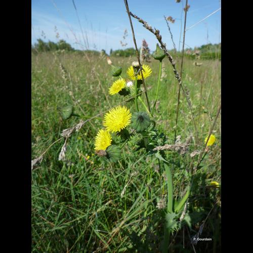 <i>Sonchus asper</i> (L.) Hill, 1769 © P. Gourdain