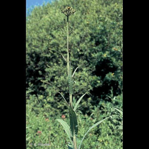 <i>Sonchus palustris</i> L., 1753 © S. Filoche