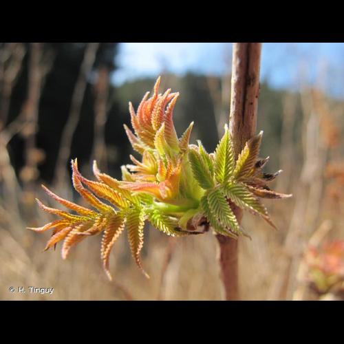 <i>Sorbaria sorbifolia</i> (L.) A.Braun, 1864 © H. Tinguy