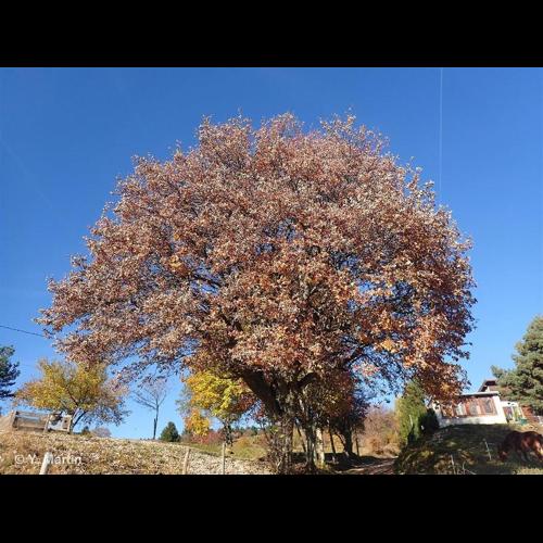 <i>Aria edulis</i> (Willd.) M.Roem., 1847 © NULL