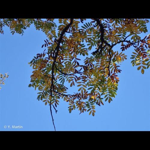 <i>Cormus domestica</i> (L.) Spach, 1834 © NULL