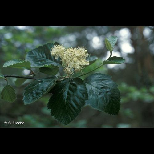 <i>Karpatiosorbus latifolia</i> (Lam.) Sennikov & Kurtto, 2017 © S. Filoche