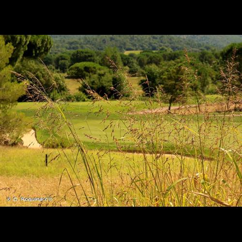 <i>Sorghum halepense</i> (L.) Pers., 1805 © O. Roquinarc'h