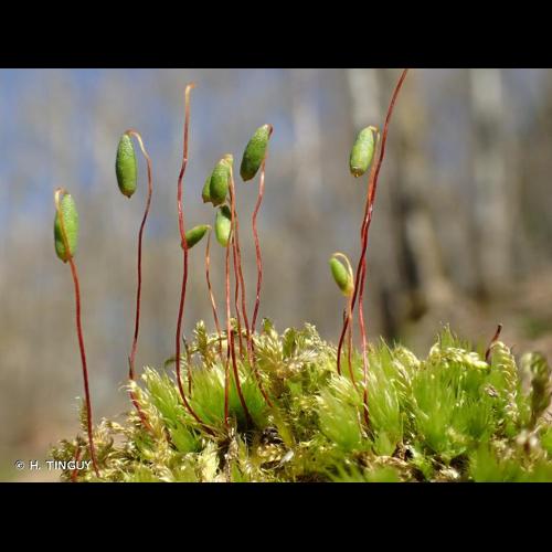<i>Pohlia nutans</i> (Hedw.) Lindb., 1879 © H. TINGUY