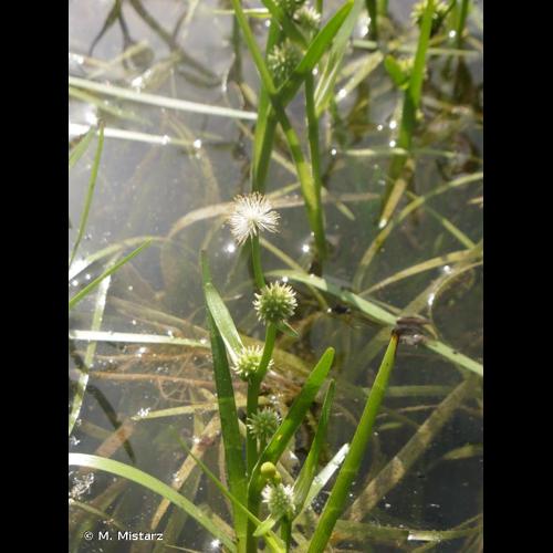 <i>Sparganium natans</i> L., 1753 © M. Mistarz