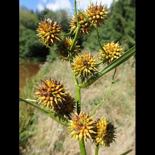 <i>Sparganium neglectum</i> Beeby, 1885 &copy; H. TINGUY