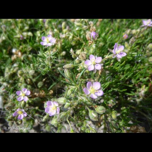 <i>Spergularia marina</i> (L.) Besser, 1822 © P. Rouveyrol
