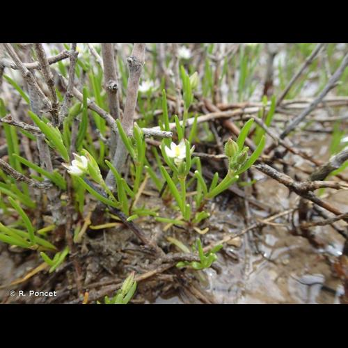 <i>Spergularia media</i> (L.) C.Presl, 1826 &copy; R. Poncet