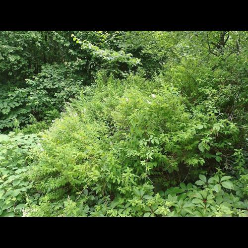 <i>Spiraea alba</i> Du Roi, 1772 &copy; NULL