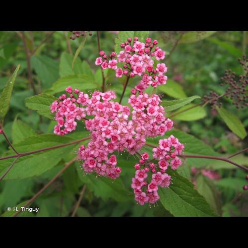 <i>Spiraea japonica</i> L.f., 1782 © H. Tinguy