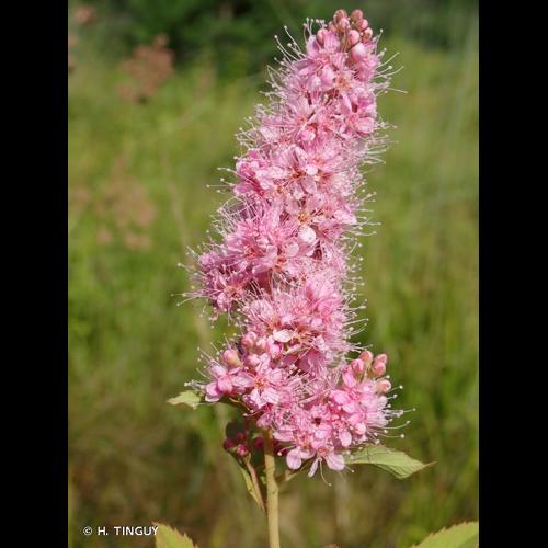 <i>Spiraea </i>x<i> billiardii</i> Hérincq, 1857 © H. TINGUY