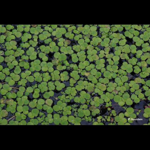 <i>Spirodela polyrhiza</i> (L.) Schleid., 1839 &copy; P. Gourdain