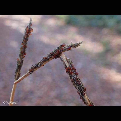 <i>Sporobolus indicus</i> (L.) R.Br., 1810 © NULL