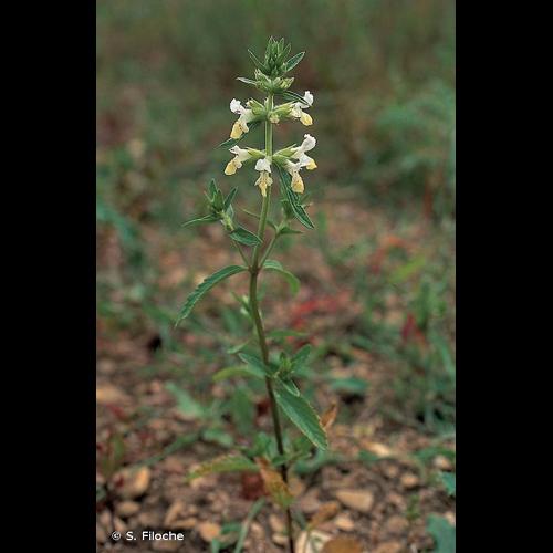 <i>Stachys annua</i> (L.) L., 1763 © S. Filoche