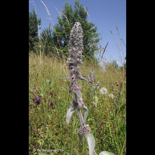 <i>Stachys byzantina</i> K.Koch, 1848 © O. Roquinarc'h