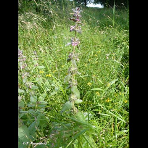 <i>Stachys germanica</i> L., 1753 © P. Rouveyrol