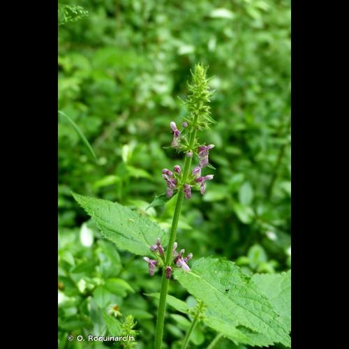 <i>Stachys sylvatica</i> L., 1753 &copy; O. Roquinarc'h