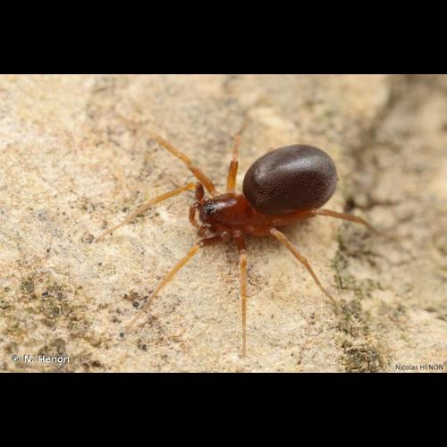 <i>Zodarion italicum</i> (Canestrini, 1868) © N. Henon