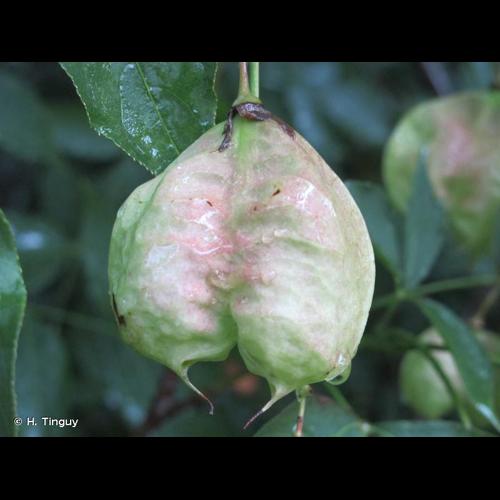 <i>Staphylea pinnata</i> L., 1753 © H. Tinguy