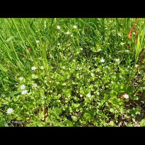 <i>Stellaria neglecta</i> Weihe, 1825 © H. TINGUY