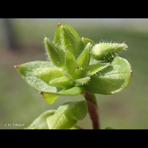 <i>Stellaria pallida</i> (Dumort.) Piré, 1863 &copy; H. TINGUY