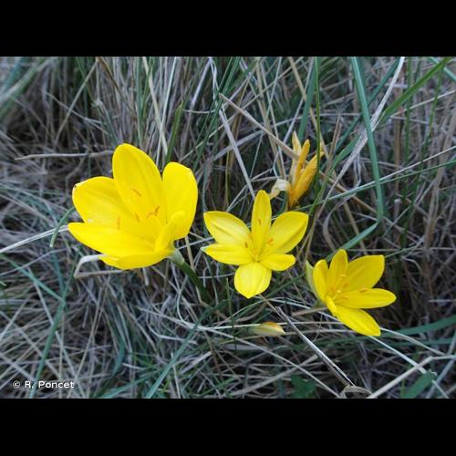 <i>Sternbergia lutea</i> (L.) Ker Gawl. ex Spreng., 1825 © R. Poncet
