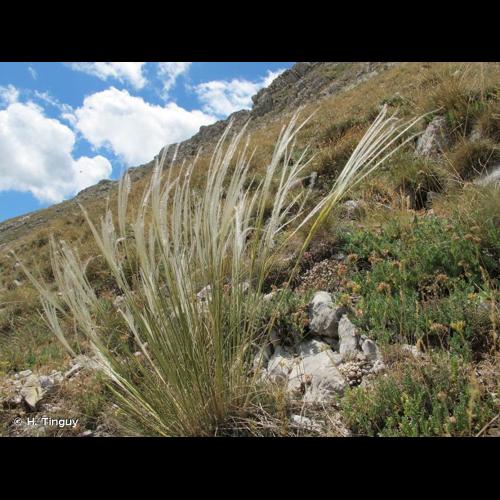 <i>Stipa eriocaulis</i> Borbás, 1878 © H. Tinguy