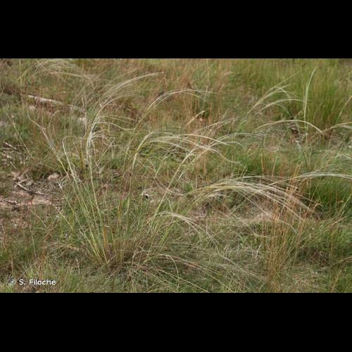 <i>Stipa gallica</i> Čelak., 1883 &copy; S. Filoche