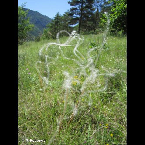 <i>Stipa pennata</i> L., 1753 © P. Rouveyrol