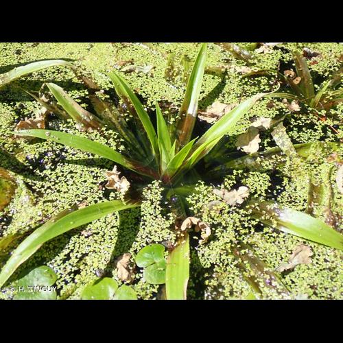 <i>Stratiotes aloides</i> L., 1753 © H. TINGUY