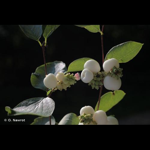 <i>Symphoricarpos albus</i> (L.) S.F.Blake, 1914 &copy; O. Nawrot